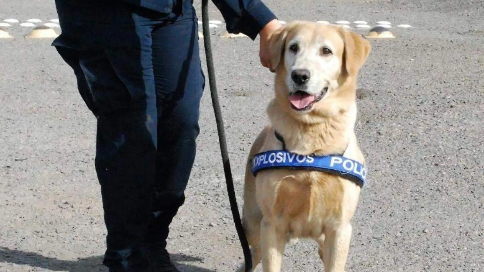 Bubú, perro policía